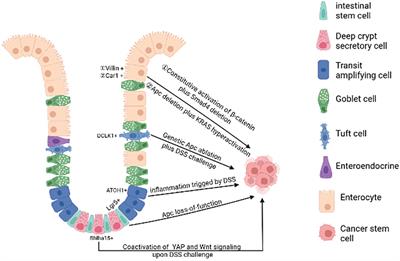 Ecological niches for colorectal cancer stem cell survival and thrival